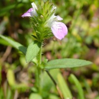 Rostellularia procumbens (L.) Nees